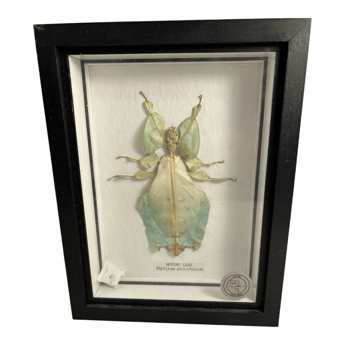 Vintage Mounted & Framed Moving Leaf Insect Phyllium Siccifolium Stair Galleries
