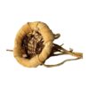 Vintage Handmade Native American Apache Mini Burden Basket - Image 3