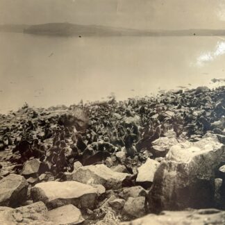 Antique Asahel Curtis Washington State St. Paul Island Seal Photograph