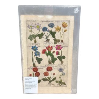 Antique Emanuel Sweerts Hand Colored Original Botanical Print Plate 3 1612