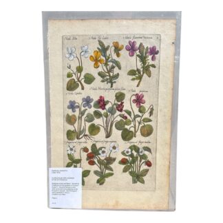 Antique Emanuel Sweerts Hand Colored Original Botanical Print Plate 2 1612