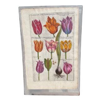 Antique Emanuel Sweerts Hand Colored Original Botanical Print Plate 10 1612