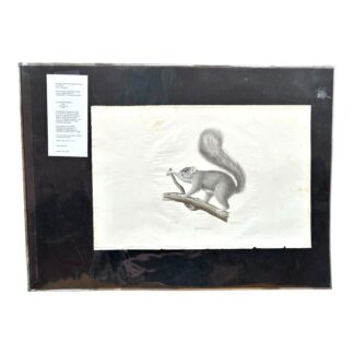 Antique Etienne Geoffroy Saint Hilaire French Naturalist Print of Squirrel
