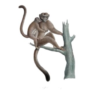 Antique Etienne Geoffroy Saint-Hilaire Hand Colored Monkey Print