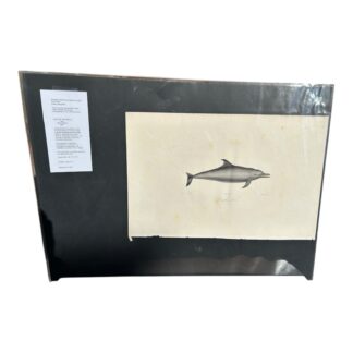 Antique Etienne Geoffroy Saint Hilaire French Naturalist Print of Dolphin